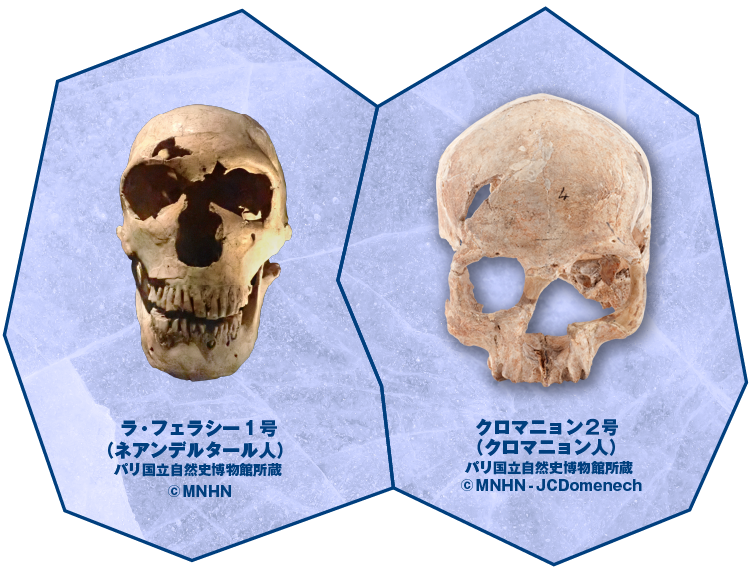 ラ・フェラシー1号(ネアンデルタール人)© MNHN/クロマニョン2号(クロマニョン人)© MNHN - JCDomenech