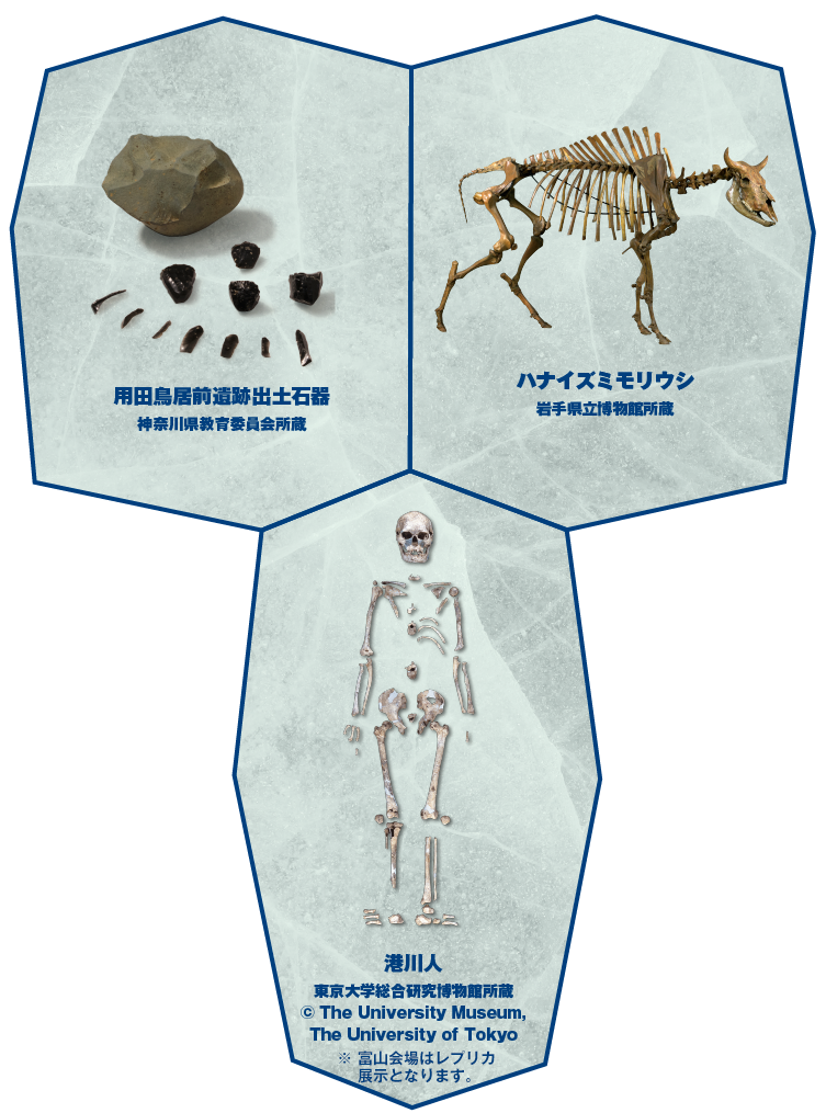 用田鳥居前遺跡出土石器 神奈川県教育委員会所蔵/ハナイズミモリウシ 岩手県立博物館所蔵/港川人
東京大学総合研究博物館所蔵 © The University Museum, The University of Tokyo
